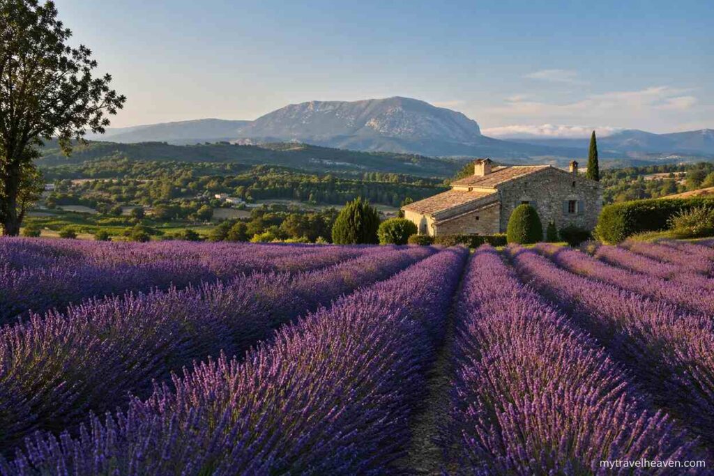 Golden sunset view of Provence lavender fields with a rustic farmhouse and distant mountains, featuring mytravelheaven.com watermark in the bottom right corner.