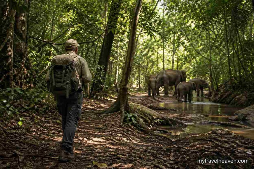 A jungle explorer walking along a muddy forest trail while observing a group of elephants near a shallow stream in a dense tropical rainforest.